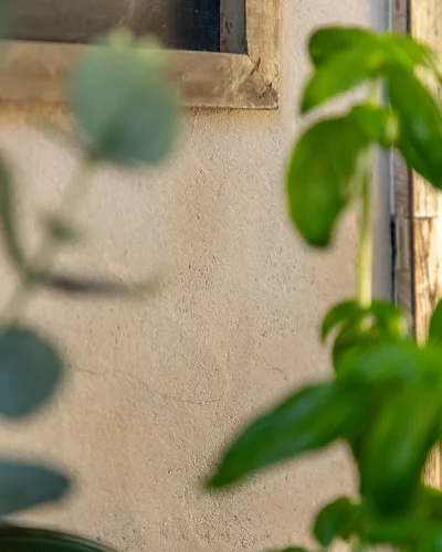 enduit-naturel-plante enduit-naturel-plante